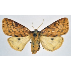 /filer/webapps/moths/media/images/M/melanodisca_Pericaliella_AF_NHMO.jpg