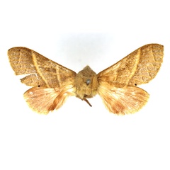 /filer/webapps/moths/media/images/V/varidentata_Bombycopsis_AF_SNHM.jpg