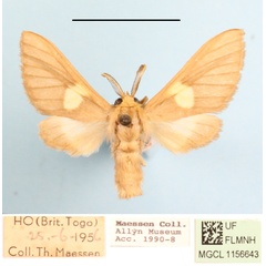 /filer/webapps/moths/media/images/M/monotica_Anapisa_AM_MGCL_02.JPG