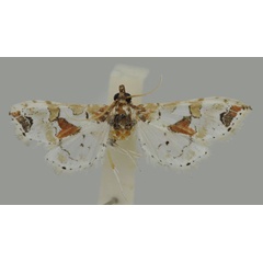 /filer/webapps/moths/media/images/K/kenyensis_Leucinodes_HT_Mally.jpg