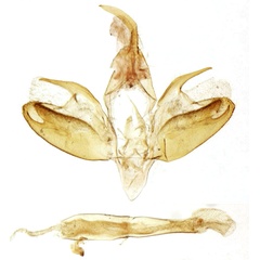/filer/webapps/moths/media/images/L/lineata_Astacosia_GMHT_MNHN_Toulgoet_865.jpg