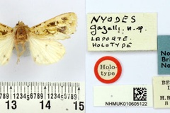 Nyodes gazelli