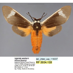 /filer/webapps/moths/media/images/I/inlenis_Casphalia_HT_ZSM.jpg