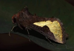 /filer/webapps/moths/media/images/O/orichalcea_Trichoplusia_A_Pasquasy.jpg