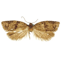 /filer/webapps/moths/media/images/D/dichroma_Clepsis_PTF_MRSN.jpg