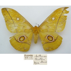 /filer/webapps/moths/media/images/B/butleri_Antheraea_HT_NHMUKa.jpg