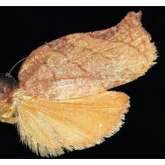 /filer/webapps/moths/media/images/H/heliaspis_Choristoneura_AF_Trematerra.jpg