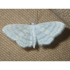 /filer/webapps/moths/media/images/S/sincera_Scopula_A_Liebenberg.jpg