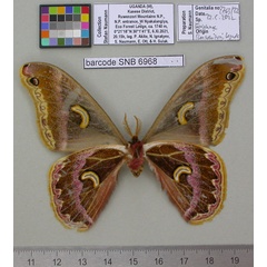 /filer/webapps/moths/media/images/R/ruwenzoriensis_Epiphora_HT_MfNb.jpg