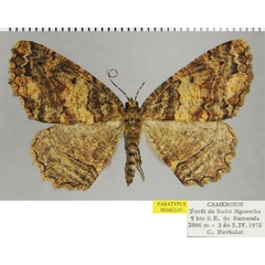 /filer/webapps/moths/media/images/A/alticamerunis_Menophra_PTF_ZSM.jpg