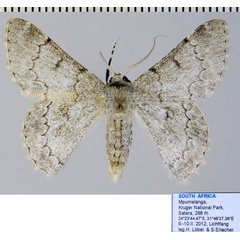 /filer/webapps/moths/media/images/A/austrina_Pingasa_AF_ZSM_01.jpg