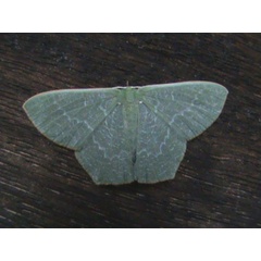 /filer/webapps/moths/media/images/D/dentatilinea_Thalassodes_A_Guyonnet.jpg