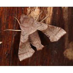 /filer/webapps/moths/media/images/A/ansorgei_Sphingonaepiopsis_A_Roland_01.jpg