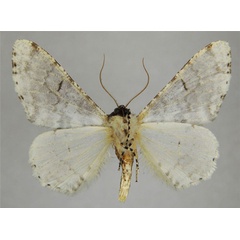 /filer/webapps/moths/media/images/P/polyplanes_Colocleora_AM_ZSMb.jpg