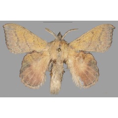/filer/webapps/moths/media/images/B/buttafuoco_Leipoxais_HT_Mueller.jpg