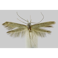 /filer/webapps/moths/media/images/G/giustii_Coleophora_HT_BMNH.jpg