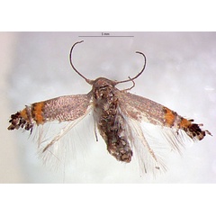 /filer/webapps/moths/media/images/A/aurantia_Leucoptera_PTF_RMNH.jpg