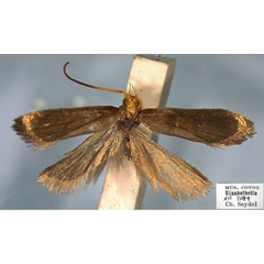 /filer/webapps/moths/media/images/C/cornutispina_Lecithocera_HT_RMCA.jpg