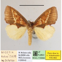 /filer/webapps/moths/media/images/B/baccata_Baliopteryx_A_MGCLa_02.JPG