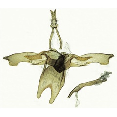 /filer/webapps/moths/media/images/Z/zagulajevi_Agdistis_GMHT_ZIN-2013.jpg