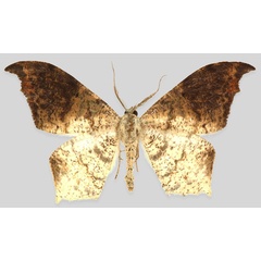 /filer/webapps/moths/media/images/T/truschi_Mesothisa_HT_ZSMa.jpg
