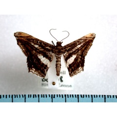 /filer/webapps/moths/media/images/F/fulvisparsa_Chiasmia_A_Revell.jpg