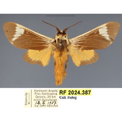/filer/webapps/moths/media/images/C/clara_Casphalia_PTM_Fiebig_02.jpg