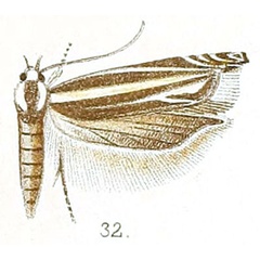 /filer/webapps/moths/media/images/C/cleodorella_Polyhymno_STM_Walsingham_4-32.jpg