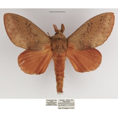 /filer/webapps/moths/media/images/O/obscurum_Eutricha_AM_TMSA_04.jpg