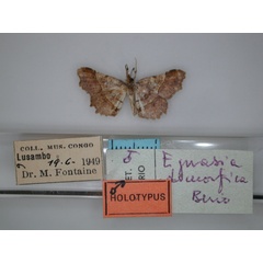 /filer/webapps/moths/media/images/D/dimorfica_Egnasia_HT_RMCA_02.jpg