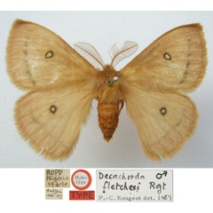 /filer/webapps/moths/media/images/F/fletcheri_Decachorda_HT_NHMUKa.jpg