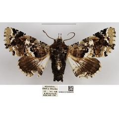 /filer/webapps/moths/media/images/A/amatrix_Eutelia_AF_NHMUK.jpg