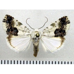 /filer/webapps/moths/media/images/P/porphyrea_Acontia_AM_Fiebig.jpg