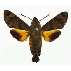 /filer/webapps/moths/media/images/S/sainsoni_Macroglossum_AM_Basquina.jpg