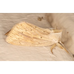/filer/webapps/moths/media/images/R/rubritincta_Lopiena_A_Heyns_01.jpg