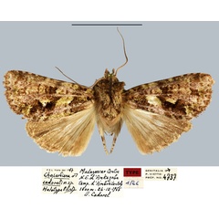 /filer/webapps/moths/media/images/C/cadoreli_Chopardiana_HT_MNHN.jpg