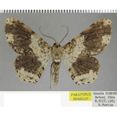 /filer/webapps/moths/media/images/E/eugrapha_Ascotis_PTM_ZSM.jpg