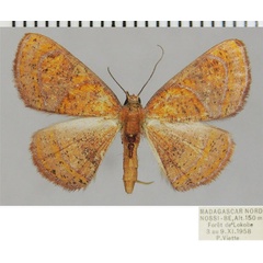 /filer/webapps/moths/media/images/P/percitraria_Oaracta_AF_ZSM_02.jpg