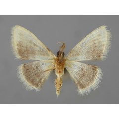 /filer/webapps/moths/media/images/N/nigralba_Scopula_HT_ZSM_02.jpg