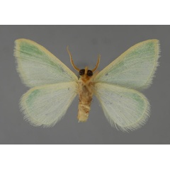 /filer/webapps/moths/media/images/L/legraini_Acidromodes_PT_ZSM_02.jpg