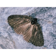 /filer/webapps/moths/media/images/E/erygidia_Prionofrontia_A_Roland_02.jpg