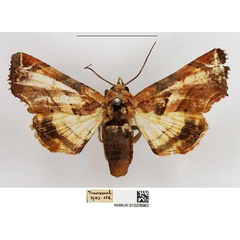 /filer/webapps/moths/media/images/G/gilvicolor_Eutelia_AF_NHMUK.jpg