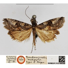 /filer/webapps/moths/media/images/M/mediorufa_Pseudomicrodes_STM_NHMUK.jpg