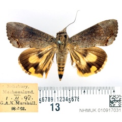 /filer/webapps/moths/media/images/R/rostrata_Hypocala_AF_BMNH_01.jpg