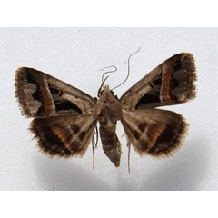 /filer/webapps/moths/media/images/T/trimeni_Acantholipes_A_Goff_02.jpg