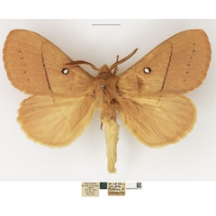/filer/webapps/moths/media/images/R/rufescens_Philotherma_AM_NHMUK.jpg