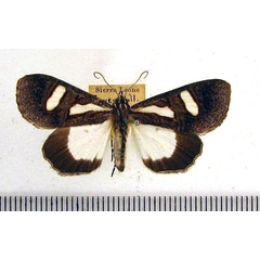 /filer/webapps/moths/media/images/T/trimenii_Agoma_A_HDOU_01.jpg