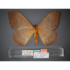 /filer/webapps/moths/media/images/W/watsoni_Hoplojana_HT_RMCA_02.jpg