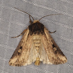 /filer/webapps/moths/media/images/B/bisagittatum_Psectraxylia_AM_Heynsb.jpg