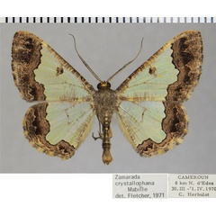 /filer/webapps/moths/media/images/C/crystallophana_Zamarada_AM_ZSMa.jpg